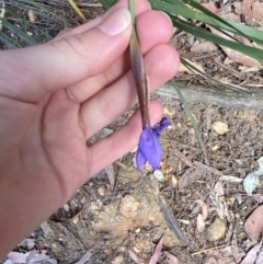 Patersonia sericea at Fitzroy Falls, NSW - 5 Oct 2023 11:35 AM