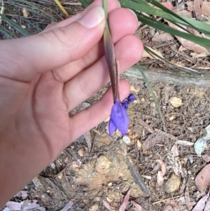 Patersonia sericea at Fitzroy Falls, NSW - 5 Oct 2023