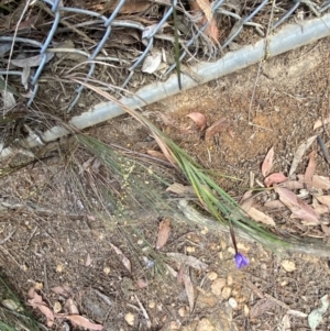 Patersonia sericea at Fitzroy Falls, NSW - 5 Oct 2023