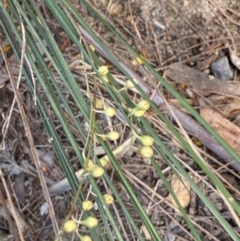 Lomandra gracilis at Morton National Park - 5 Oct 2023 by Tapirlord