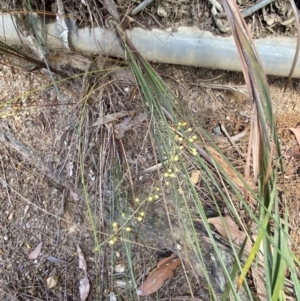 Lomandra gracilis at Fitzroy Falls, NSW - 5 Oct 2023 11:35 AM