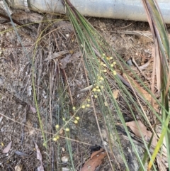 Lomandra gracilis at Fitzroy Falls, NSW - 5 Oct 2023 11:35 AM