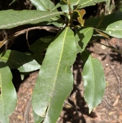 Ceratopetalum apetalum (Coachwood) at Fitzroy Falls - 5 Oct 2023 by Tapirlord