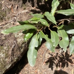 Ceratopetalum apetalum at Fitzroy Falls, NSW - 5 Oct 2023 11:33 AM