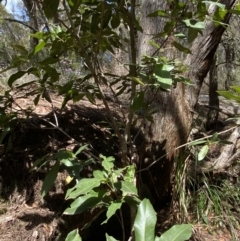 Ceratopetalum apetalum at Fitzroy Falls, NSW - 5 Oct 2023 11:33 AM