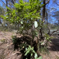 Ceratopetalum apetalum at Fitzroy Falls, NSW - 5 Oct 2023 11:33 AM