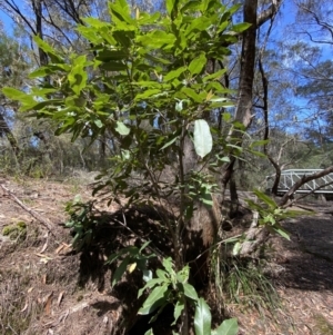 Ceratopetalum apetalum at Fitzroy Falls, NSW - 5 Oct 2023 11:33 AM