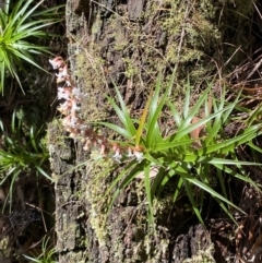Dracophyllum secundum at Morton National Park - 5 Oct 2023 by Tapirlord