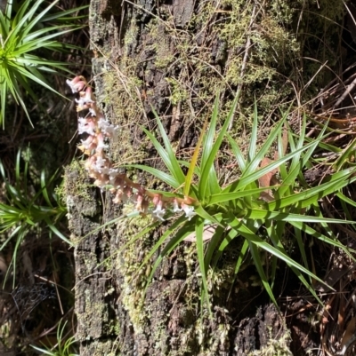 Dracophyllum secundum at Fitzroy Falls, NSW - 5 Oct 2023 by Tapirlord