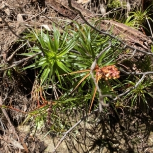 Dracophyllum secundum at Fitzroy Falls, NSW - 5 Oct 2023
