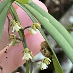 Plectorrhiza tridentata (Tangle Orchid) at Fitzroy Falls - 5 Oct 2023 by Tapirlord