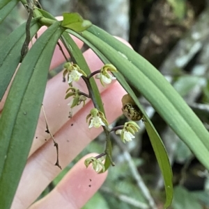 Plectorrhiza tridentata at Fitzroy Falls, NSW - 5 Oct 2023