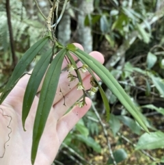 Plectorrhiza tridentata at Fitzroy Falls, NSW - 5 Oct 2023