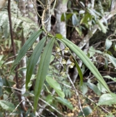 Plectorrhiza tridentata at Fitzroy Falls, NSW - 5 Oct 2023