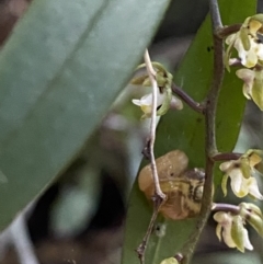 Mysticarion porrectus (Golden Semi-slug) at Wingecarribee Local Government Area - 5 Oct 2023 by Tapirlord