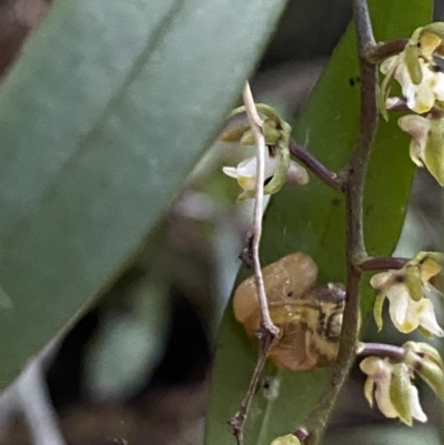 Mysticarion porrectus (Golden Semi-slug) at Fitzroy Falls - 5 Oct 2023 by Tapirlord