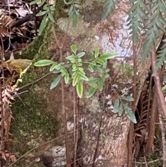 Eucryphia moorei (Pinkwood/Plumwood) at Fitzroy Falls, NSW - 5 Oct 2023 by Tapirlord