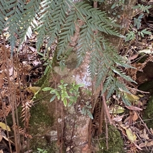 Eucryphia moorei at Fitzroy Falls, NSW - 5 Oct 2023