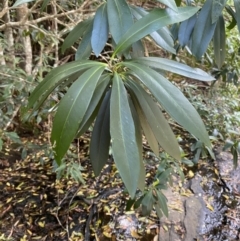 Tristaniopsis laurina (Kanooka, Water Gum) at Morton National Park - 5 Oct 2023 by Tapirlord