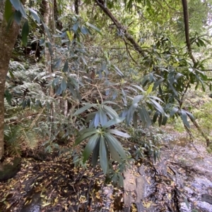 Tristaniopsis laurina at Fitzroy Falls, NSW - 5 Oct 2023 11:26 AM