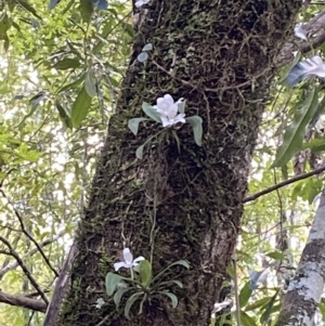 Sarcochilus falcatus at Fitzroy Falls, NSW - 5 Oct 2023