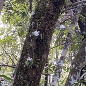 Sarcochilus falcatus at Fitzroy Falls, NSW - 5 Oct 2023