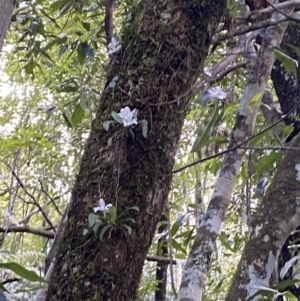 Sarcochilus falcatus at Fitzroy Falls, NSW - suppressed