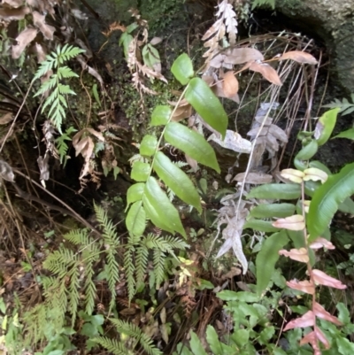 Blechnum ambiguum at Fitzroy Falls, NSW - 5 Oct 2023 by Tapirlord