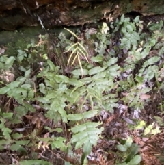 Blechnum ambiguum at Fitzroy Falls, NSW - 5 Oct 2023