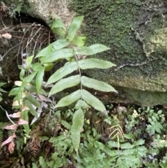 Blechnum ambiguum at Fitzroy Falls, NSW - 5 Oct 2023 11:22 AM