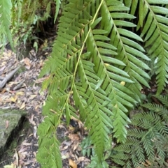 Todea barbara (King Fern) at Fitzroy Falls, NSW - 5 Oct 2023 by Tapirlord