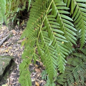 Todea barbara at Fitzroy Falls, NSW - 5 Oct 2023