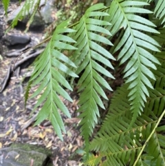 Todea barbara at Fitzroy Falls, NSW - suppressed