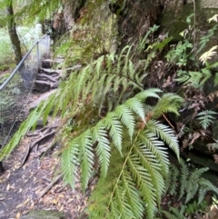 Todea barbara at Fitzroy Falls, NSW - 5 Oct 2023