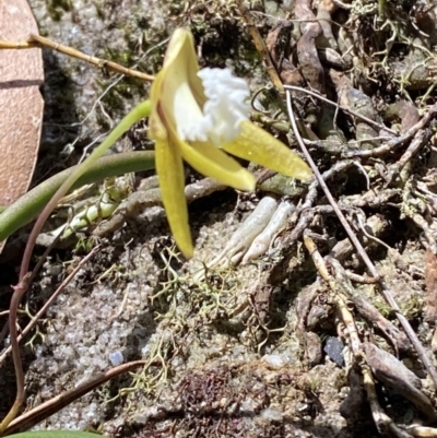 Dockrillia striolata (Streaked Rock Orchid) at Wingecarribee Local Government Area - 5 Oct 2023 by Tapirlord
