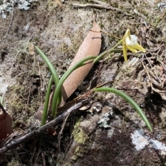 Dockrillia striolata at Fitzroy Falls, NSW - suppressed