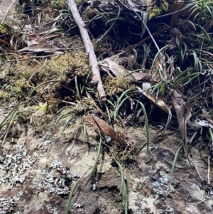 Dockrillia striolata at Fitzroy Falls, NSW - suppressed