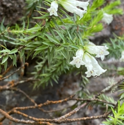 Epacris calvertiana var. calvertiana at Morton National Park - 5 Oct 2023 by Tapirlord