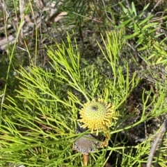 Isopogon anethifolius at Morton National Park - 5 Oct 2023 by Tapirlord