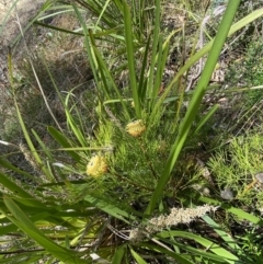 Isopogon anethifolius at Fitzroy Falls, NSW - 5 Oct 2023