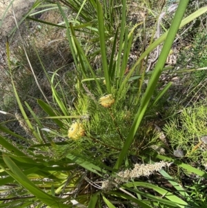 Isopogon anethifolius at Fitzroy Falls, NSW - 5 Oct 2023 11:14 AM