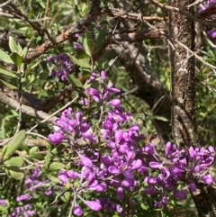 Comesperma ericinum (Heath Milkwort) at Fitzroy Falls - 5 Oct 2023 by Tapirlord