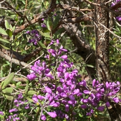 Comesperma ericinum (Heath Milkwort) at Fitzroy Falls, NSW - 5 Oct 2023 by Tapirlord