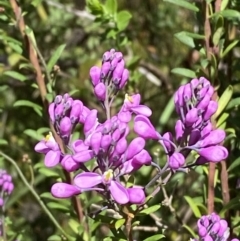 Comesperma ericinum at Fitzroy Falls, NSW - 5 Oct 2023 11:14 AM