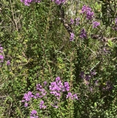 Comesperma ericinum at Fitzroy Falls, NSW - 5 Oct 2023