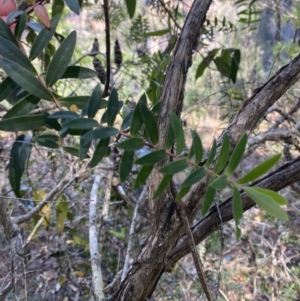 Melaleuca hypericifolia at Fitzroy Falls, NSW - 5 Oct 2023 11:13 AM