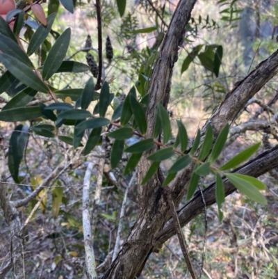 Melaleuca hypericifolia (Hillock Bush) at Fitzroy Falls - 5 Oct 2023 by Tapirlord
