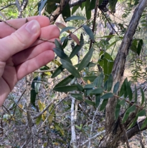 Melaleuca hypericifolia at Fitzroy Falls, NSW - 5 Oct 2023