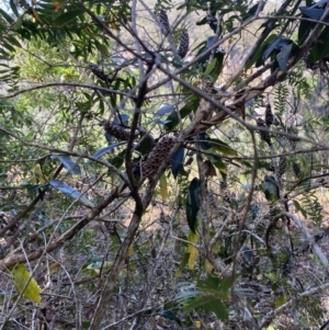 Melaleuca hypericifolia at Fitzroy Falls, NSW - 5 Oct 2023