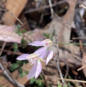 Caladenia carnea at Fitzroy Falls, NSW - suppressed